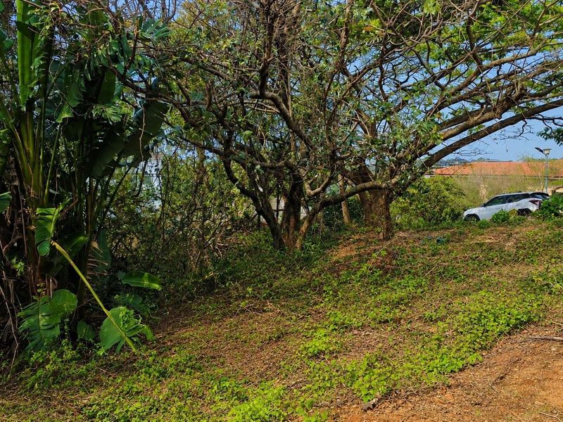A view of a sloped residential plot featuring mature trees and natural vegetation.