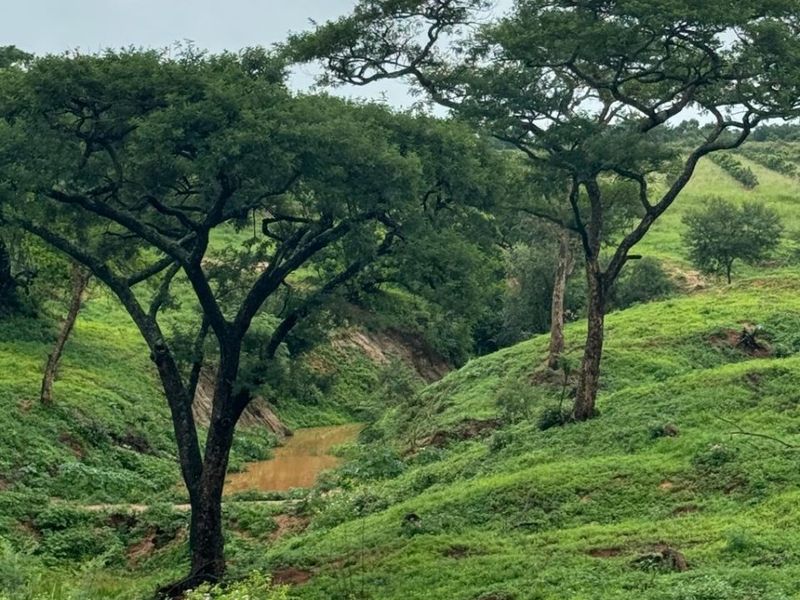 A scenic view of the farm landscape featuring lush green rolling hills, mature indigenous trees, and a natural watercourse.