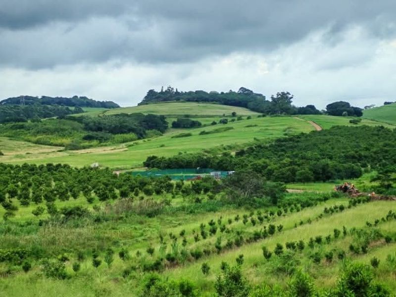 A scenic view of expansive green rolling hills and established orchard plantations on the residential land.