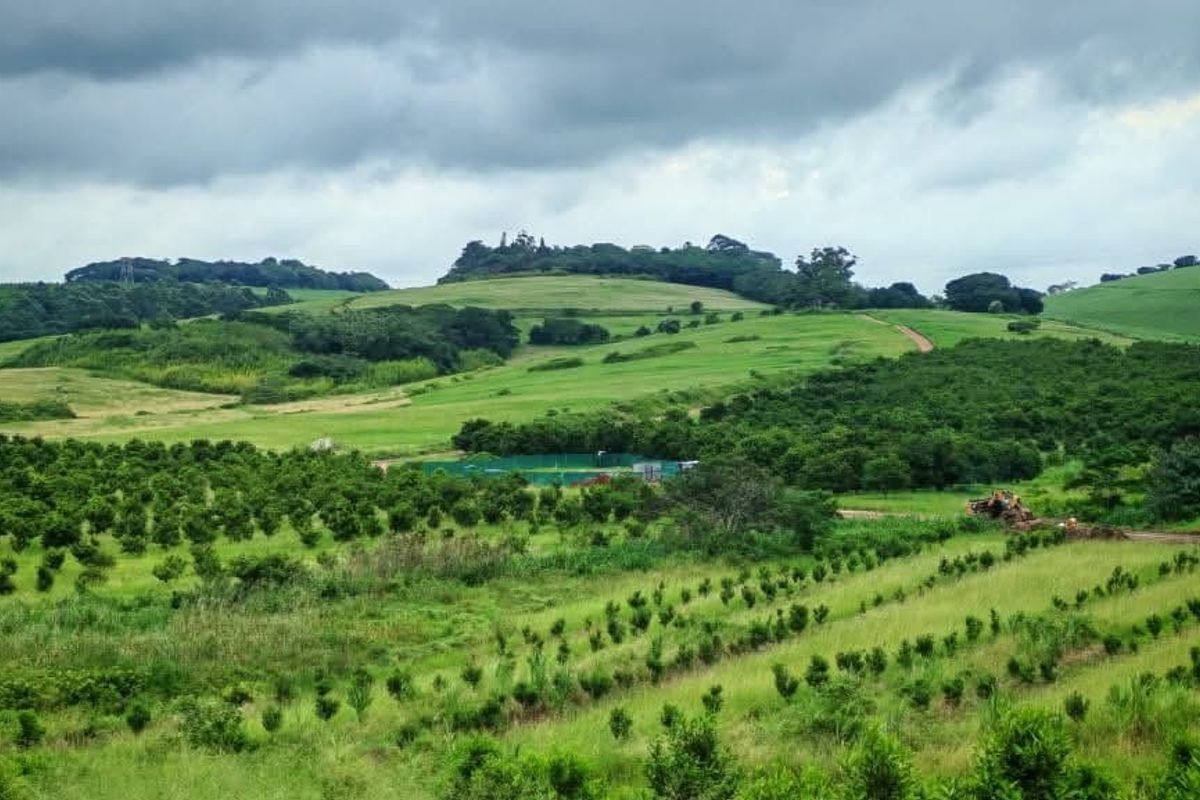 A scenic view of expansive green rolling hills and established orchard plantations on the residential land.