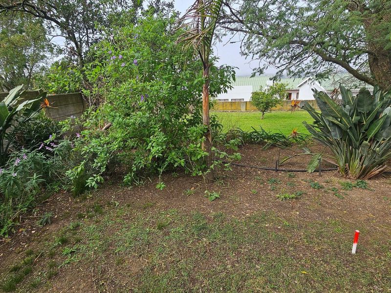 A residential garden area featuring established trees, mature shrubs, and a boundary wall on a vacant residential plot.