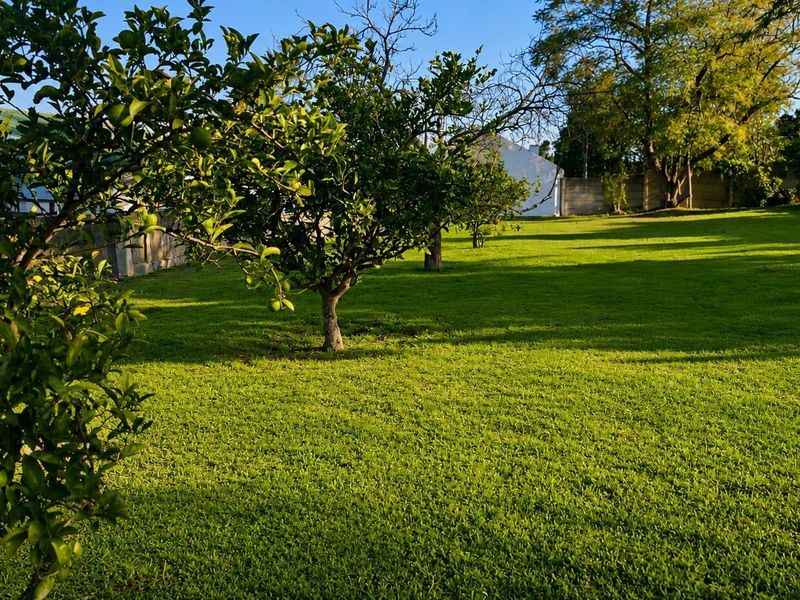 A well-maintained residential garden featuring a lush green lawn and mature fruit trees, enclosed by a boundary wall.