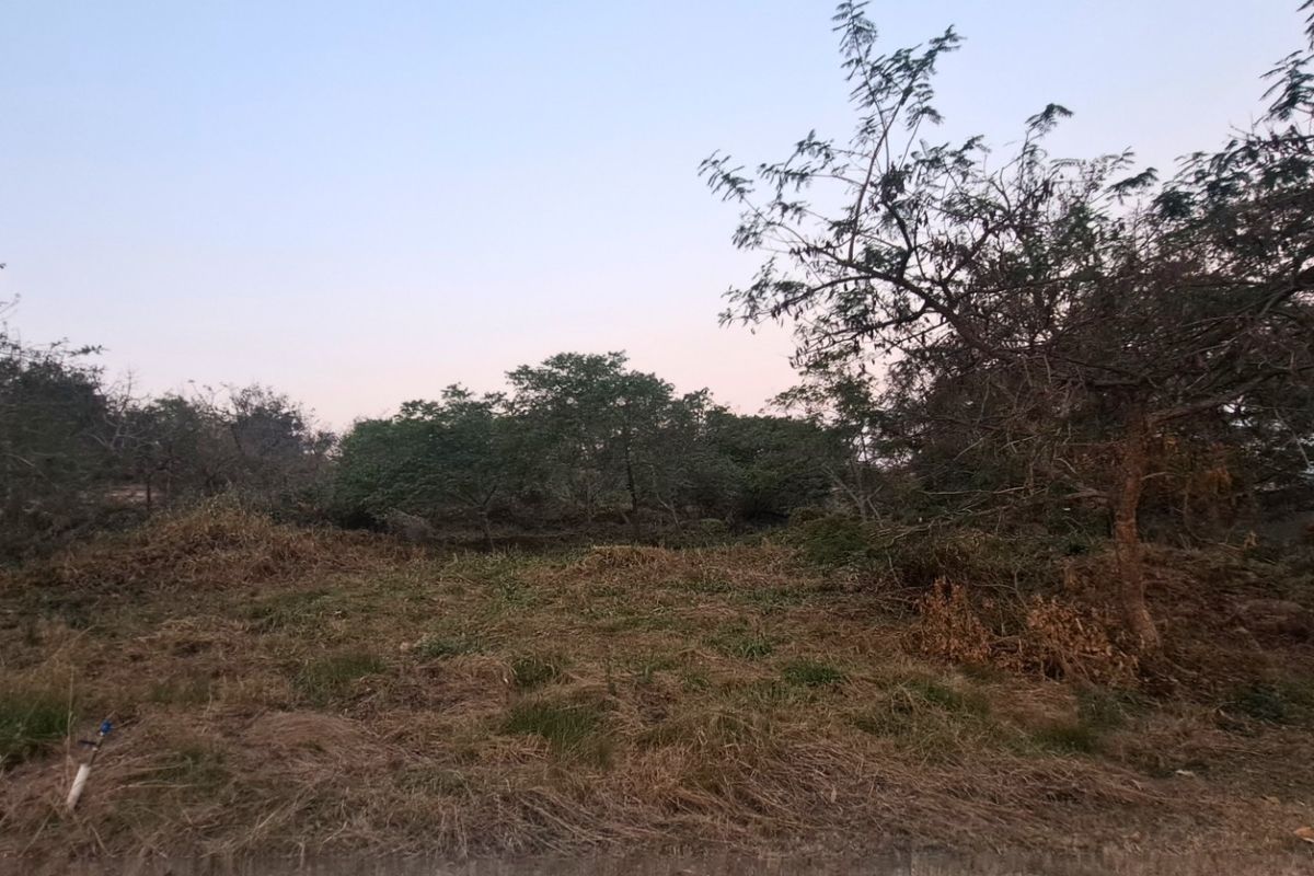 A view of a vacant residential plot featuring natural vegetation and mature trees, suitable for future development.