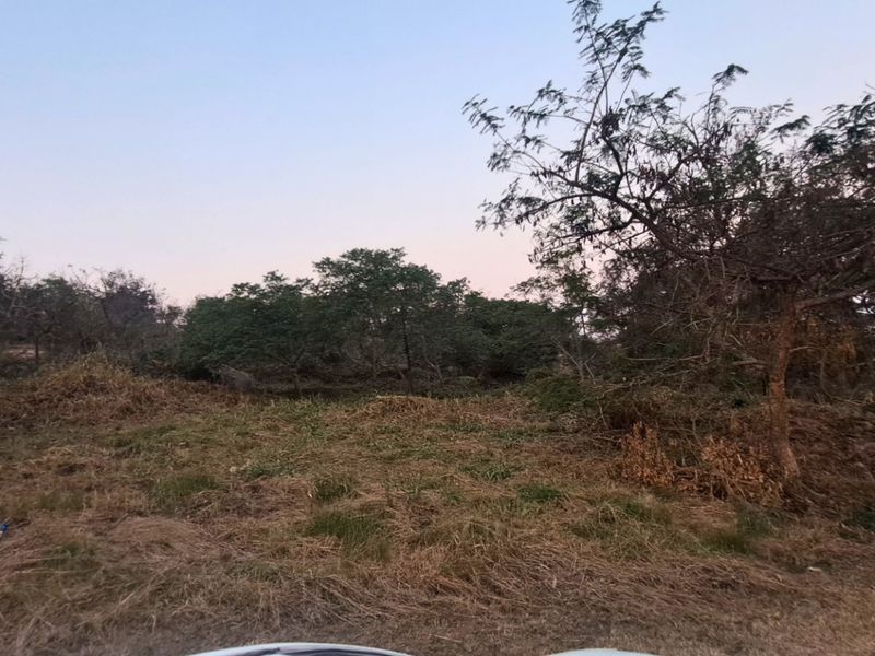 A view of a sloped residential plot featuring mature trees and overgrown natural vegetation, suitable for future development.
