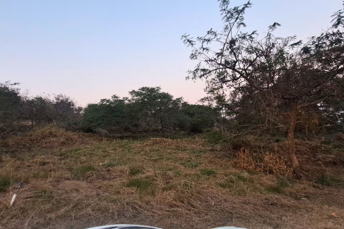A view of a sloped residential plot featuring mature trees and overgrown natural vegetation, suitable for future development.