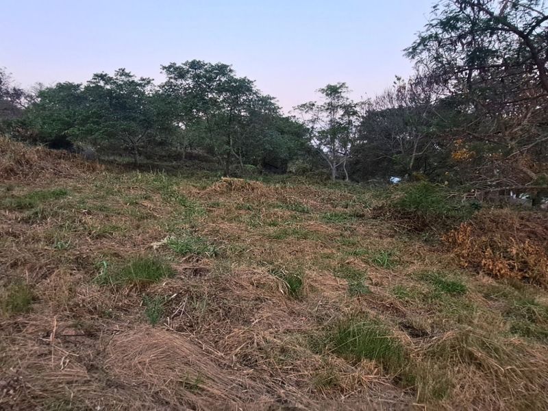 A view of a sloped, undeveloped residential plot featuring natural vegetation and mature trees.