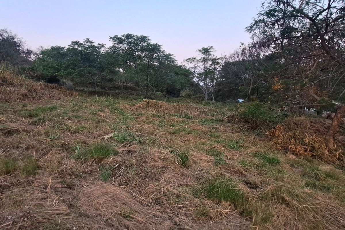 A view of a sloped, undeveloped residential plot featuring natural vegetation and mature trees.