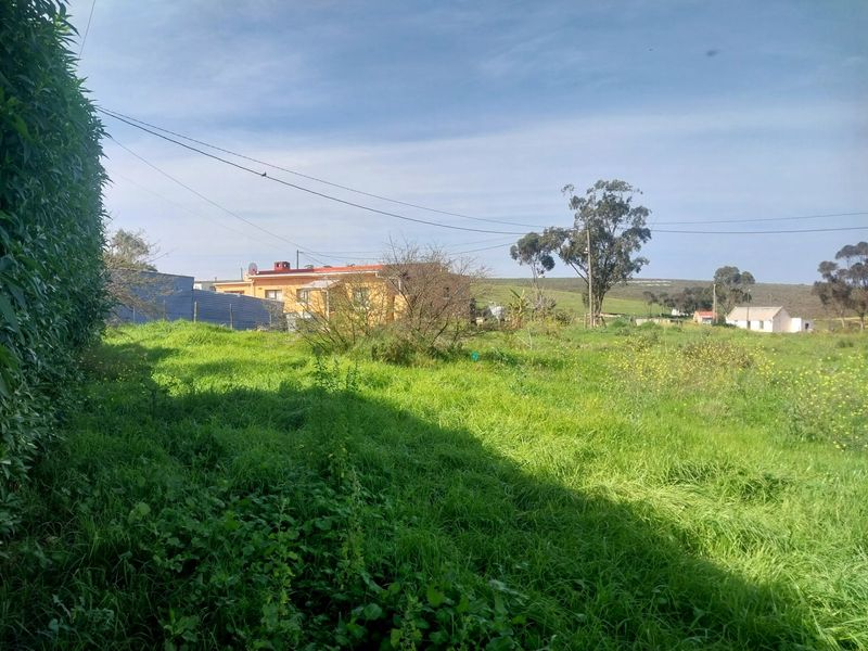 A view of a large, undeveloped residential plot featuring overgrown grass, mature trees, and a boundary hedge.