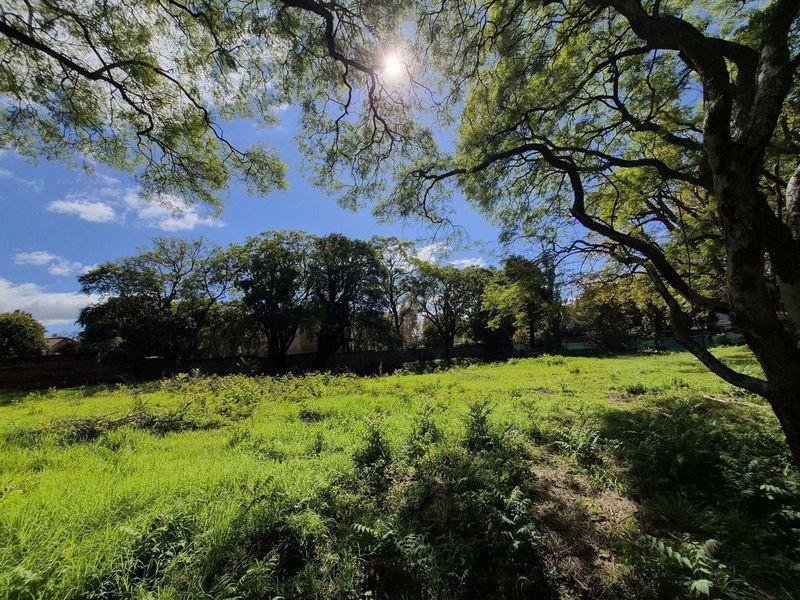 A spacious, undeveloped garden area featuring mature trees and a perimeter wall, offering a natural setting for potential commercial development.