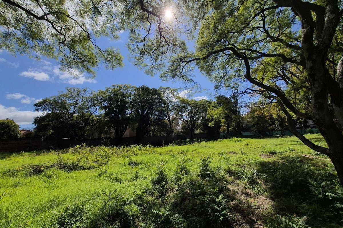 A spacious, undeveloped garden area featuring mature trees and a perimeter wall, offering a natural setting for potential commercial development.