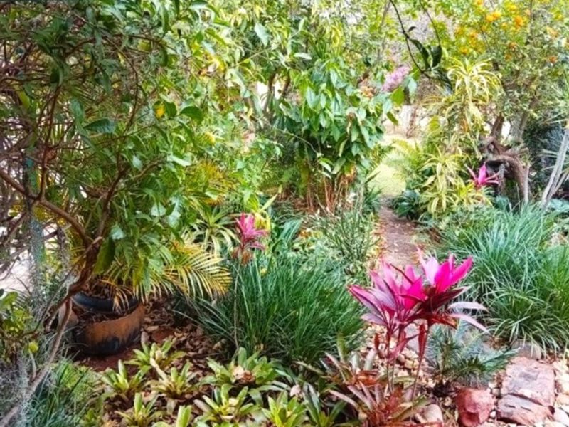 A lush, well-established garden featuring a variety of tropical plants, shrubs, and a natural stone pathway winding through the greenery.