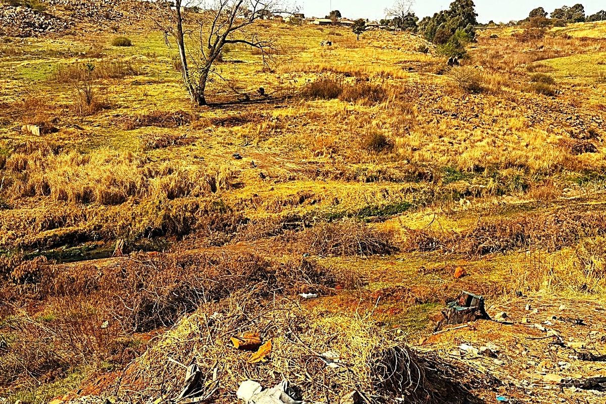 An expansive, undeveloped residential plot featuring natural terrain, mature trees, and significant overgrowth requiring clearing.