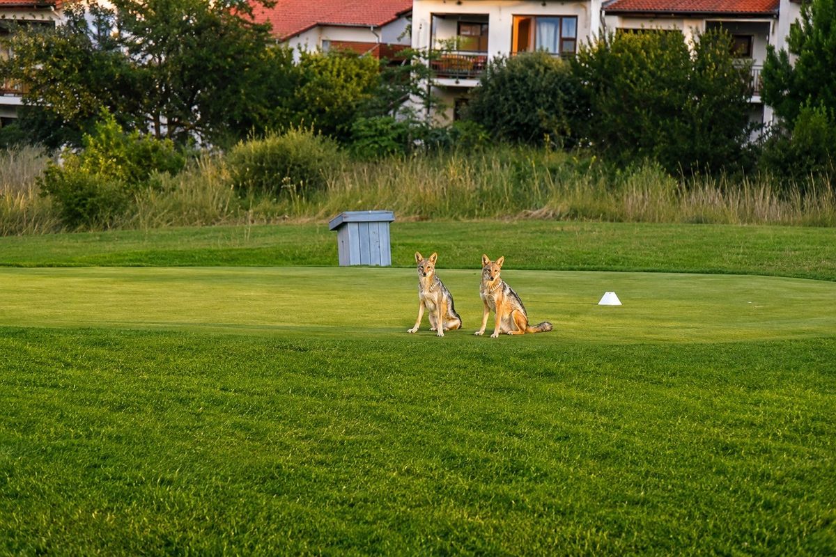 A view of a well-maintained lawn area with residential apartment buildings in the background.