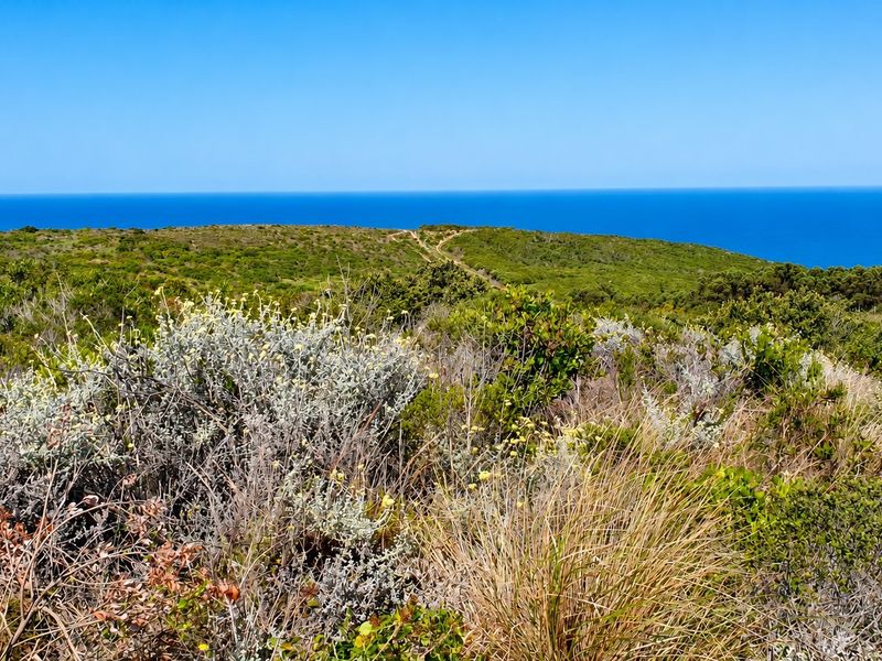 A scenic view of the coastal landscape featuring native vegetation and an expansive ocean horizon.