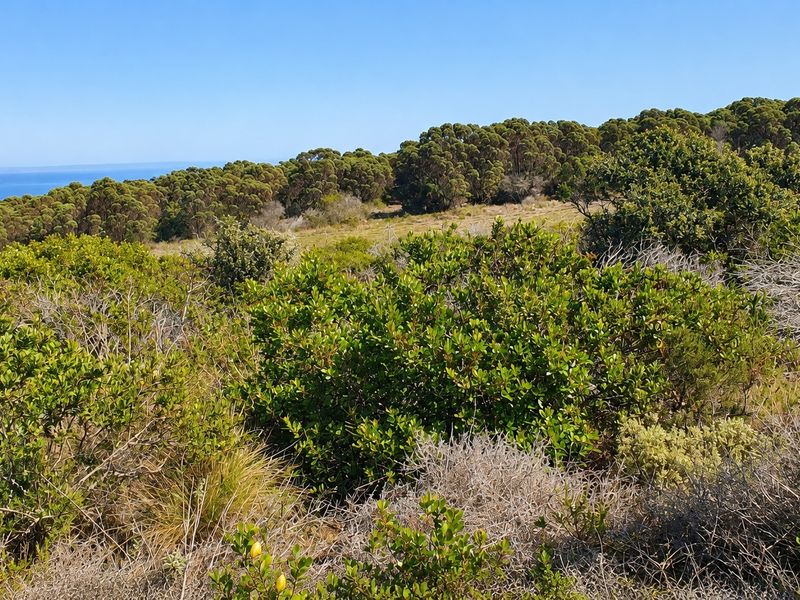 A scenic view of the vacant residential land featuring native coastal vegetation and a distant ocean horizon.