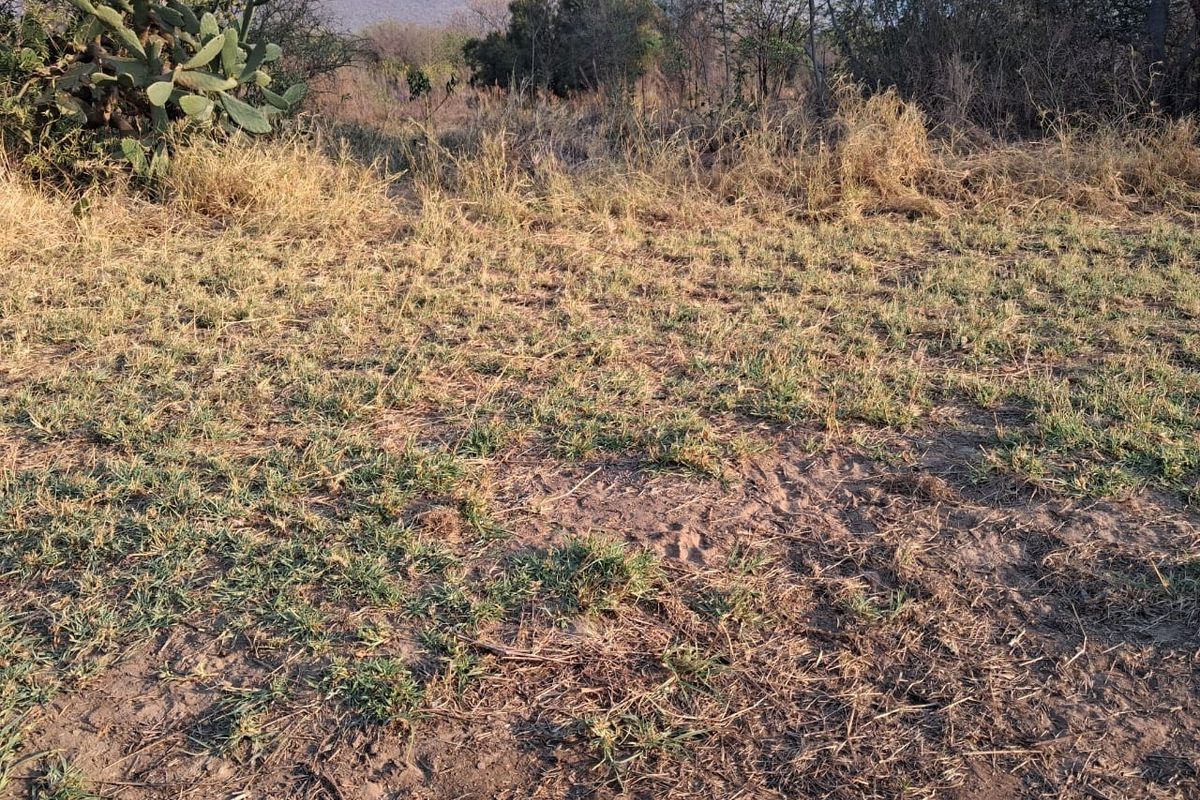 An open, undeveloped area of the small holding featuring natural dry grass and indigenous vegetation with a mountain backdrop.