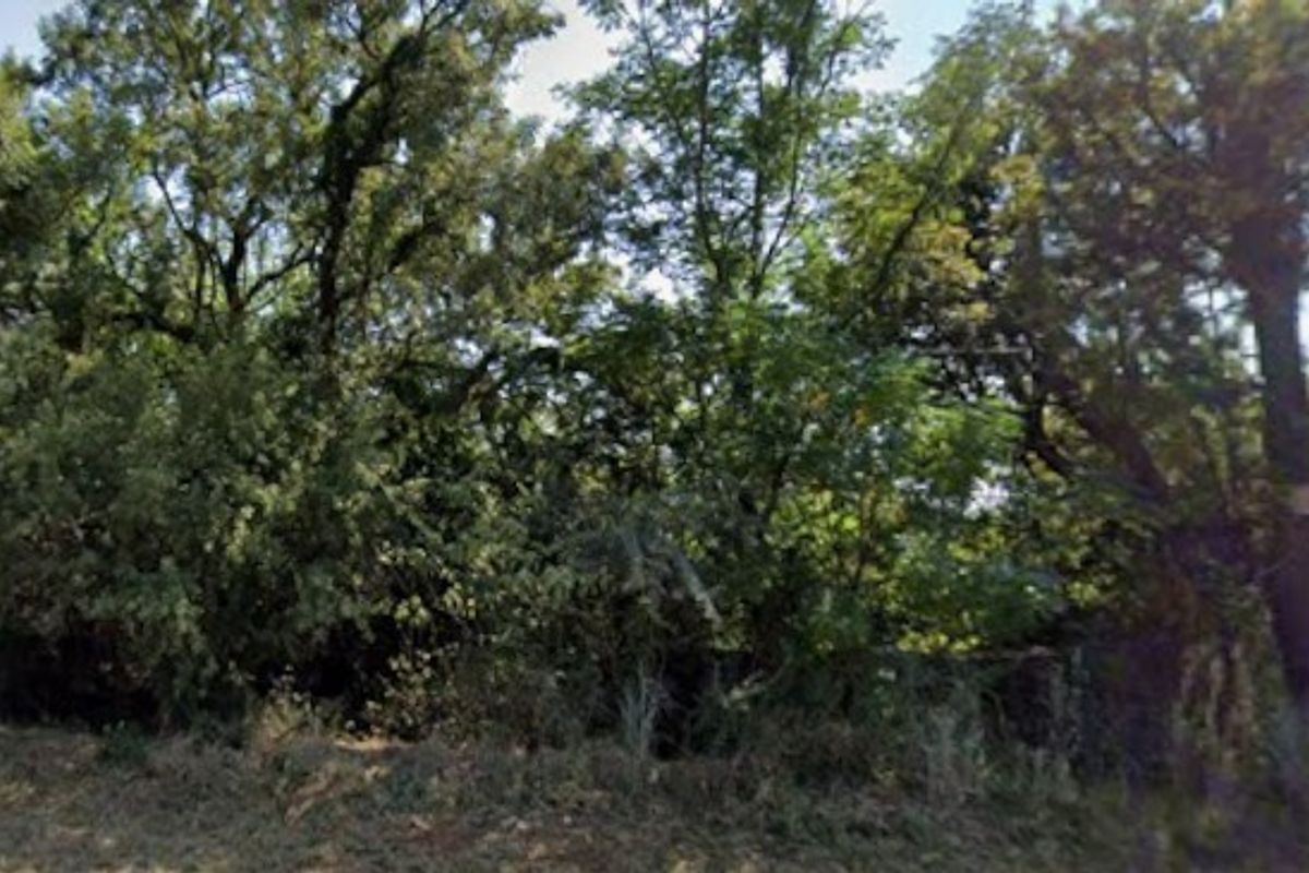 A view of a densely wooded area with mature trees and natural vegetation on the property grounds.