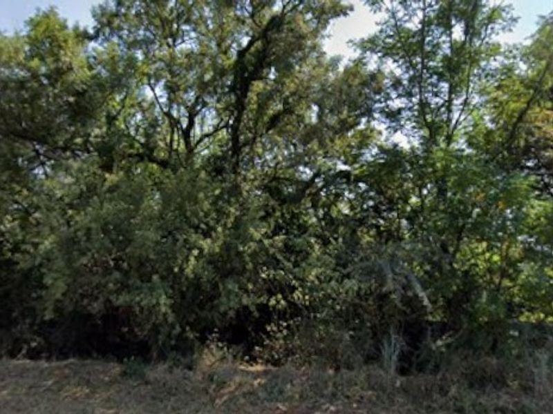 A view of dense, mature trees and established vegetation on the property grounds.