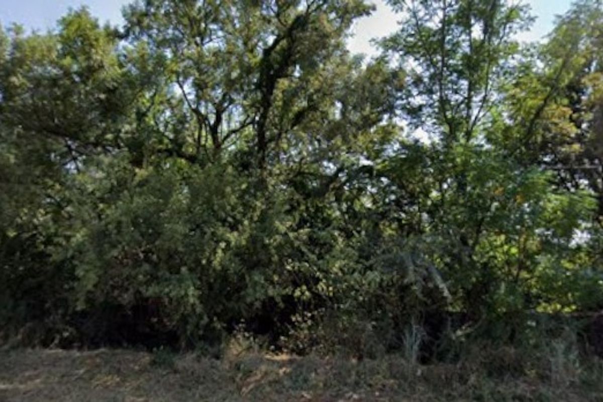 A view of dense, mature trees and established vegetation on the property grounds.