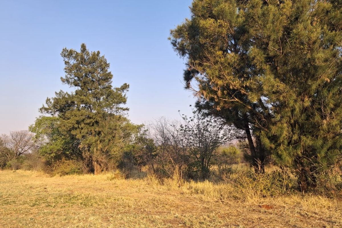 A view of the natural landscape and mature trees on the small holding property.