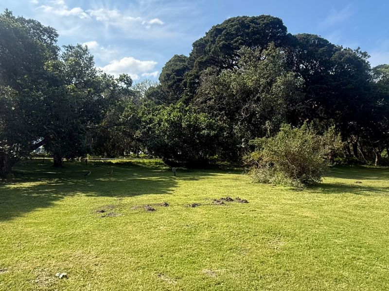 A spacious, well-maintained residential plot featuring expansive green lawn and mature, established trees providing natural shade and privacy.