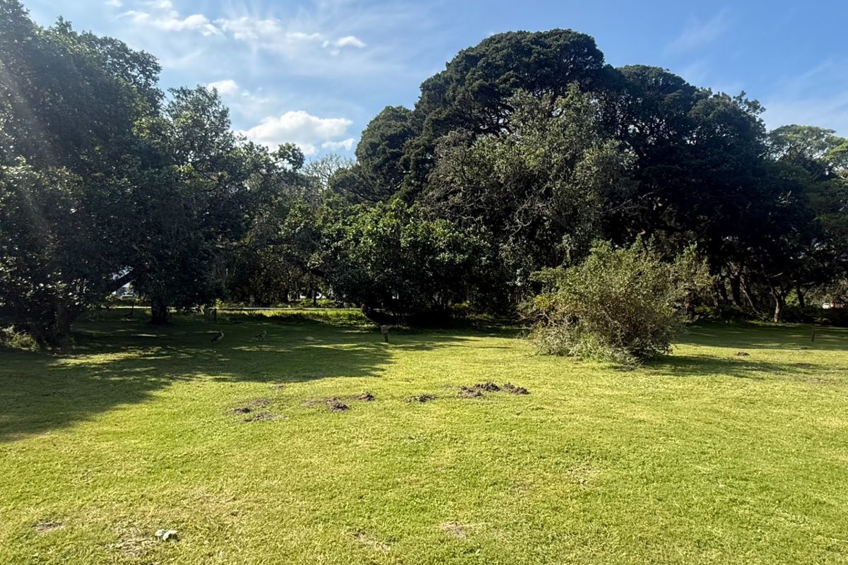A spacious, well-maintained residential plot featuring expansive green lawn and mature, established trees providing natural shade and privacy.