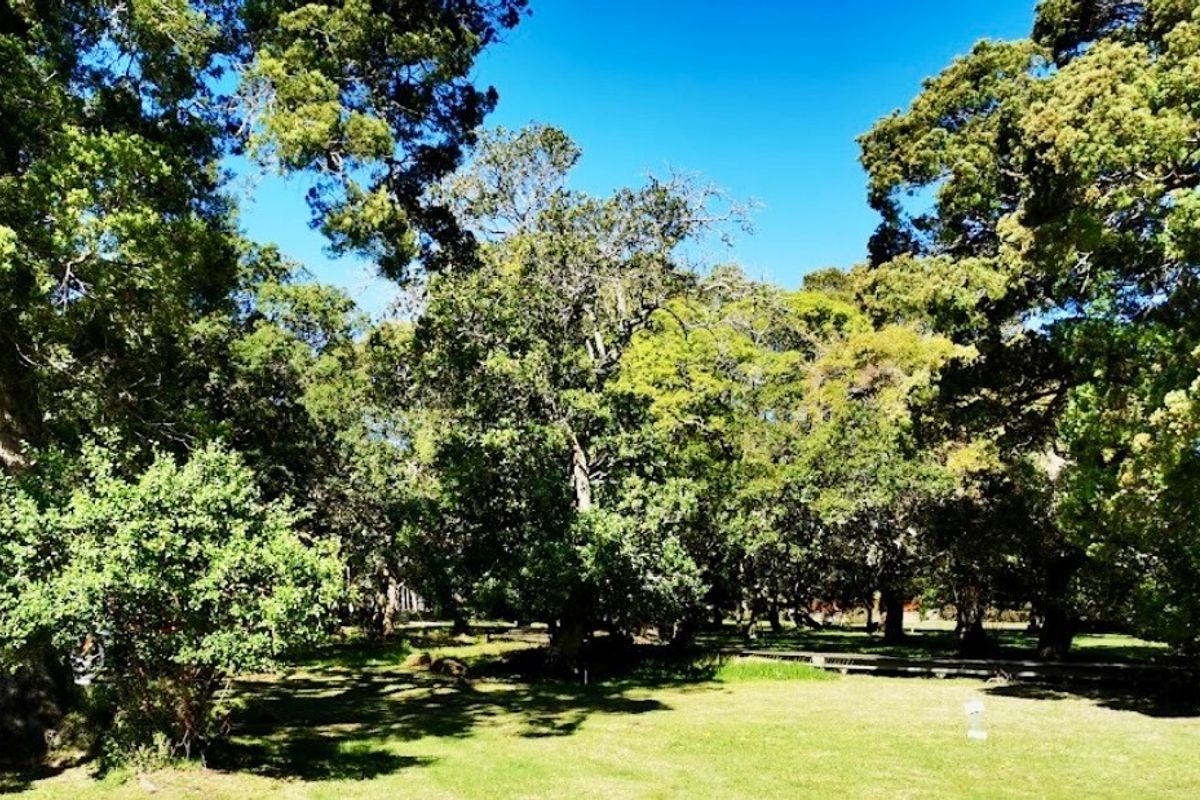 A peaceful, well-established garden area featuring mature trees and a maintained lawn, offering a serene outdoor setting.