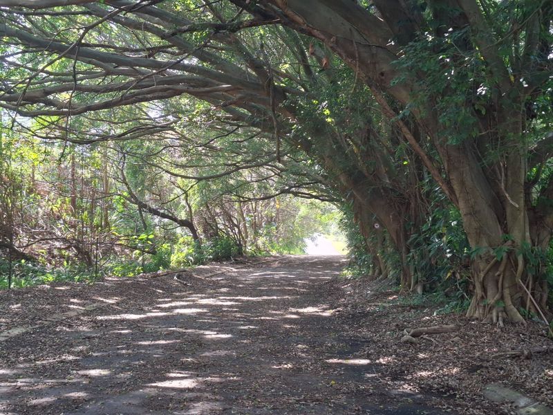 A natural, tree-lined pathway on a vacant residential plot, featuring mature canopy trees and an unpaved ground surface.