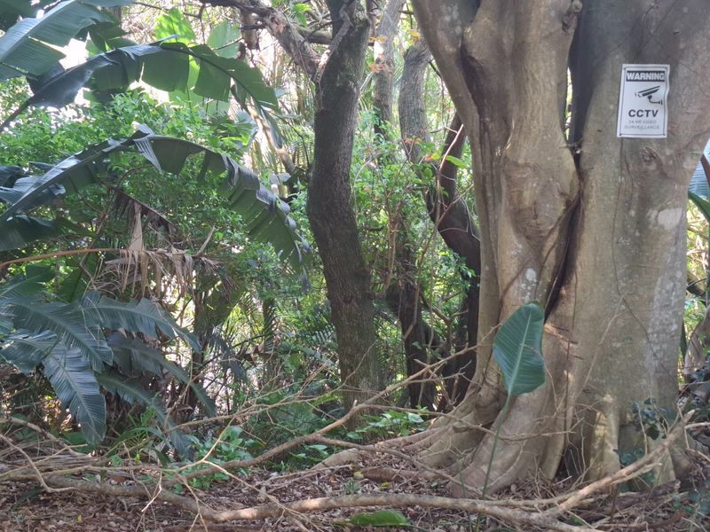 A view of a densely wooded garden area featuring mature trees and established vegetation, equipped with CCTV security surveillance.