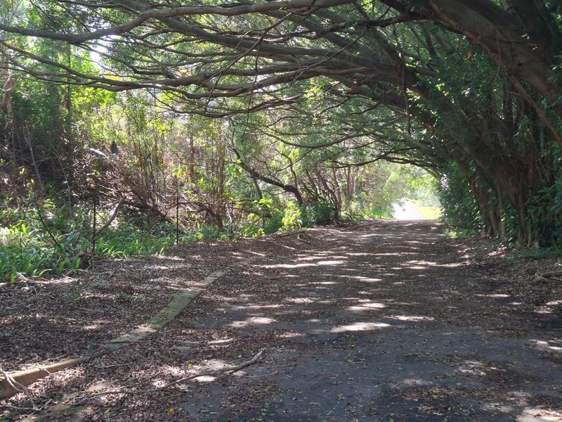 A shaded, tree-lined pathway on a residential vacant land plot, featuring mature canopy trees and a paved walkway.