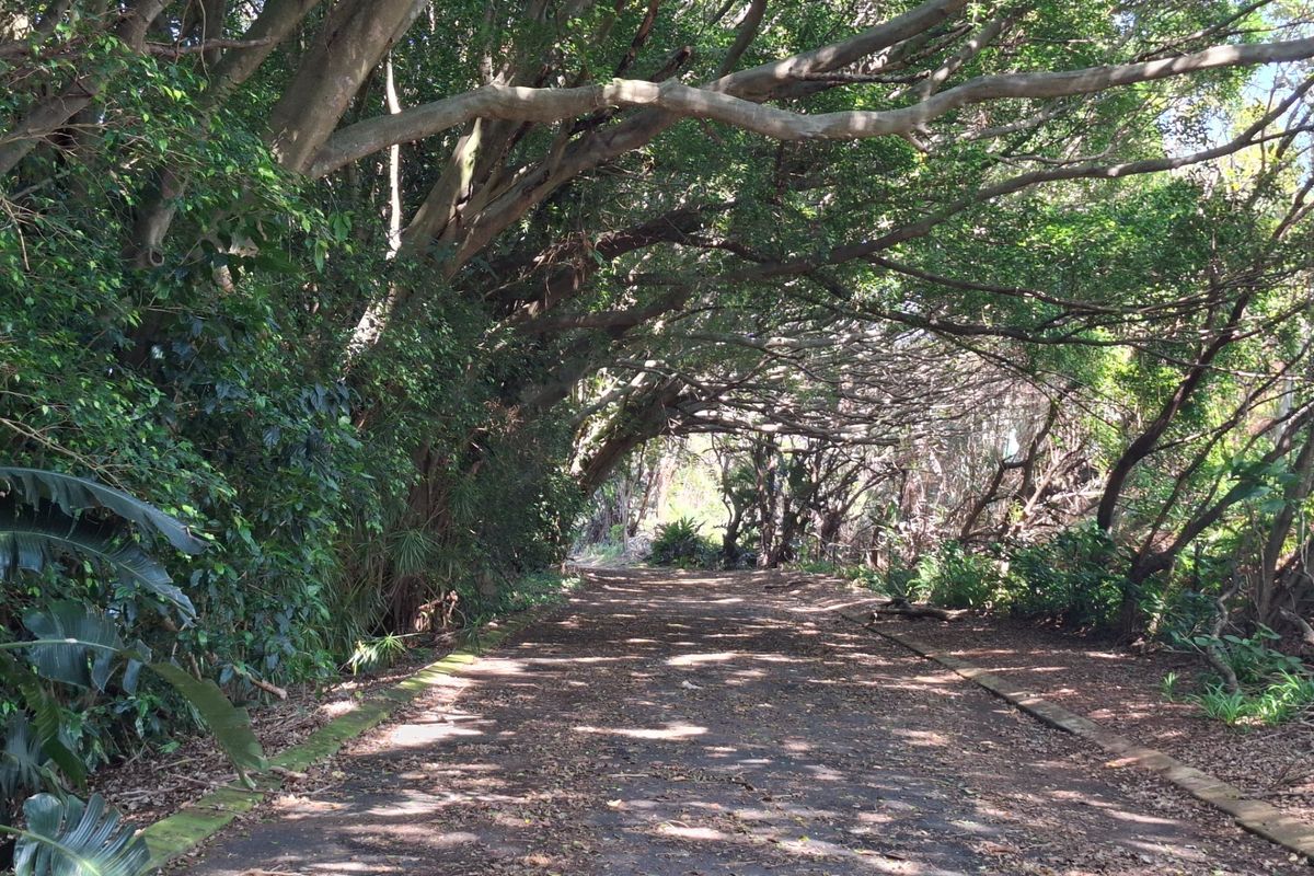 A scenic, tree-lined pathway through a mature garden, featuring established canopy trees and a paved walkway.