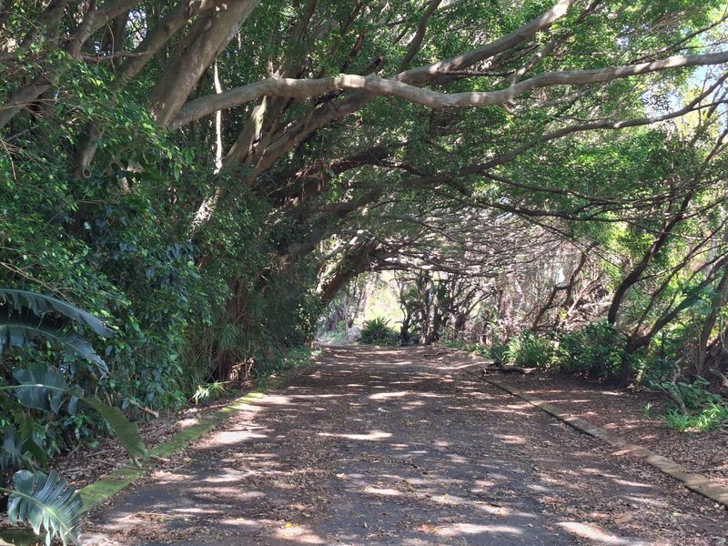 A scenic, tree-lined pathway through a mature garden, featuring established canopy trees and a paved walkway.