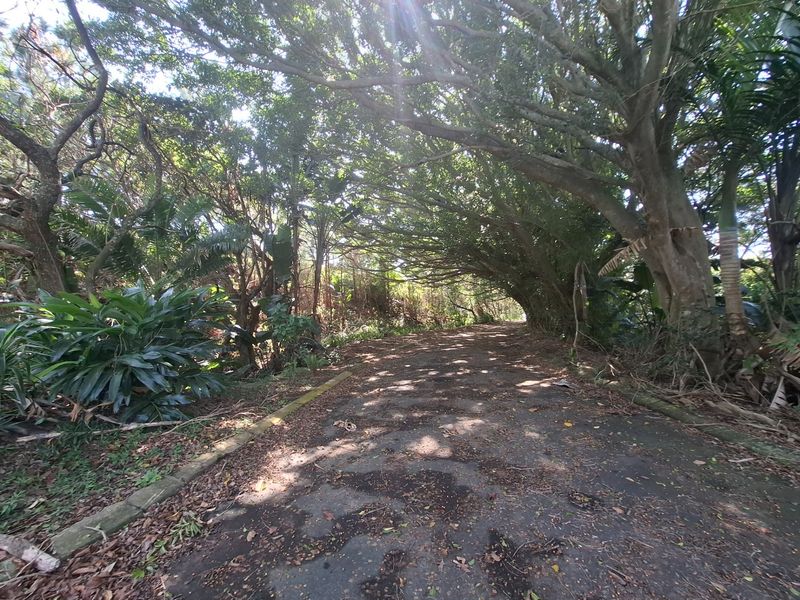 A shaded, tree-lined pathway through a mature garden area, featuring established trees and concrete curbing along the paved walkway.