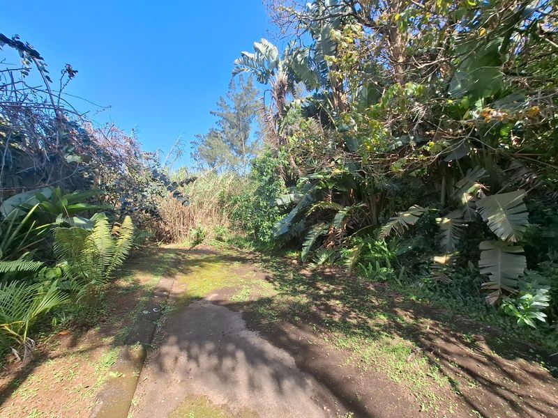 A view of a heavily overgrown residential garden area featuring mature trees, dense vegetation, and a partially obscured paved pathway.