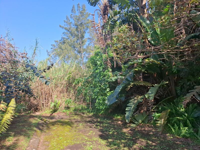 A view of a densely vegetated residential plot featuring mature trees and overgrown garden space.