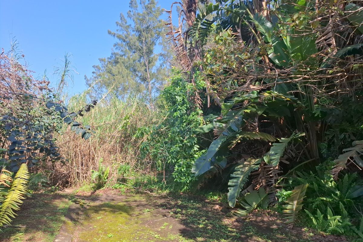 A view of a densely vegetated residential plot featuring mature trees and overgrown garden space.