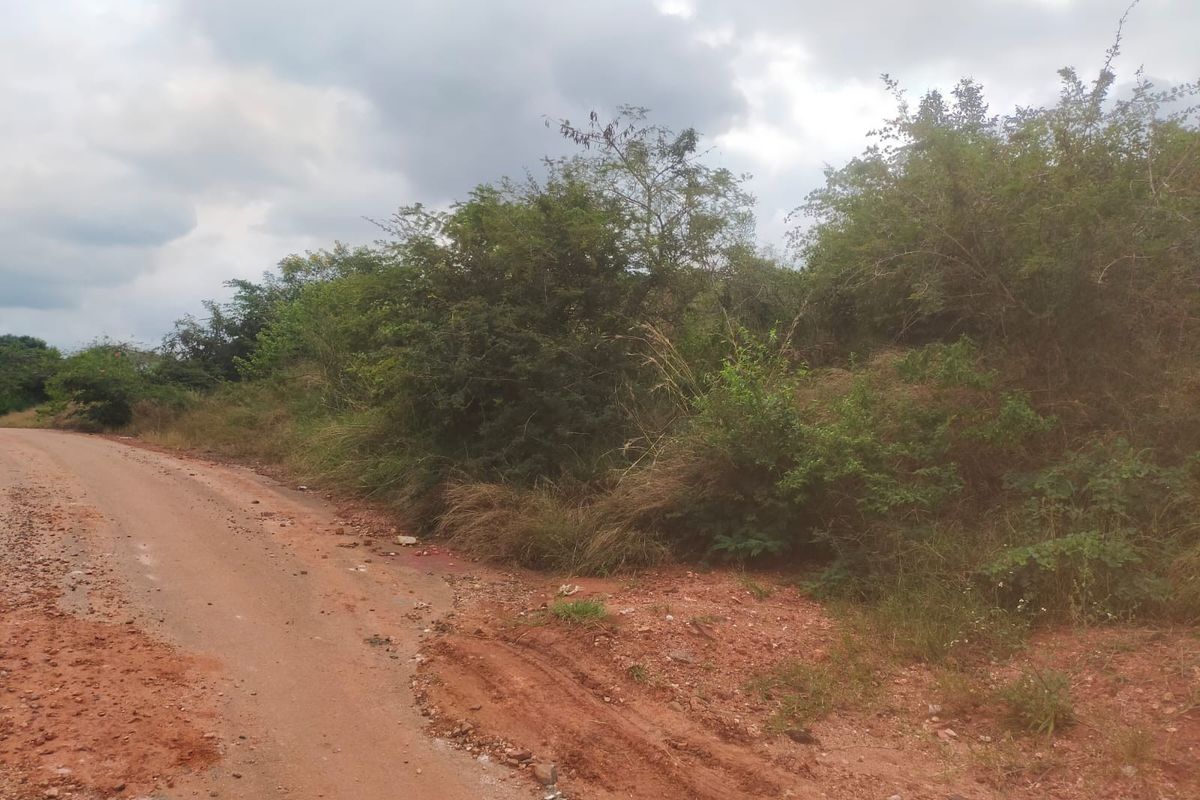 A view of an unpaved road bordering a vacant residential plot with dense native vegetation and natural terrain.