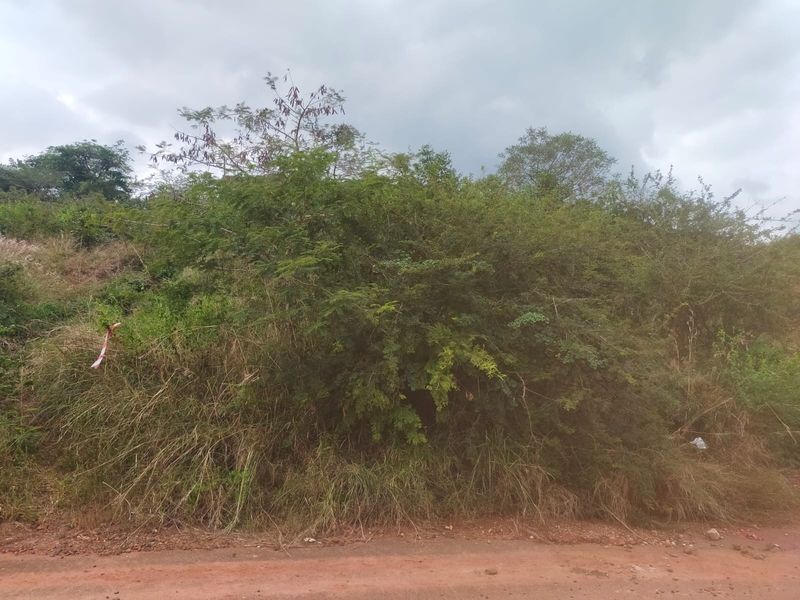 A view of an undeveloped residential plot featuring dense native vegetation and natural terrain, accessible from an unpaved road.