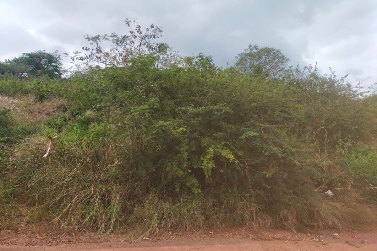 A view of an undeveloped residential plot featuring dense native vegetation and natural terrain, accessible from an unpaved road.