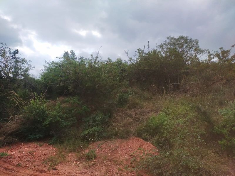 A view of an undeveloped residential plot featuring natural vegetation and a dirt access path under an overcast sky.