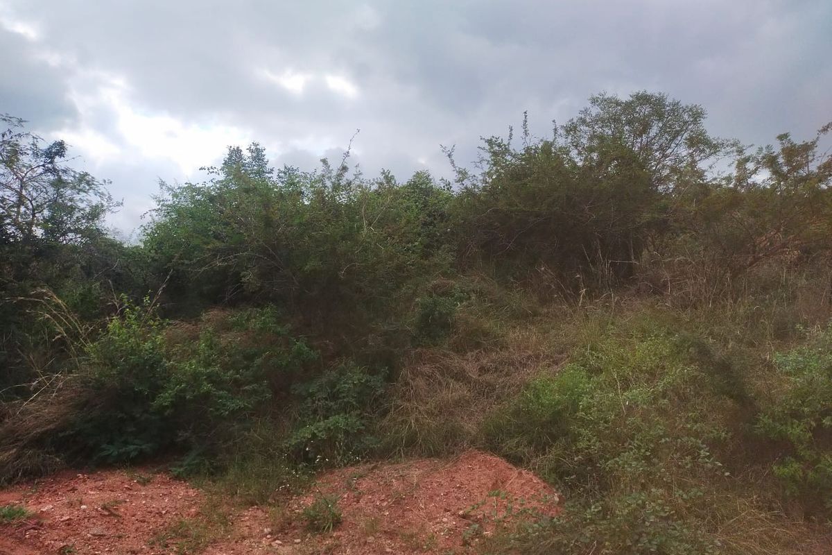 A view of an undeveloped residential plot featuring natural vegetation and a dirt access path under an overcast sky.