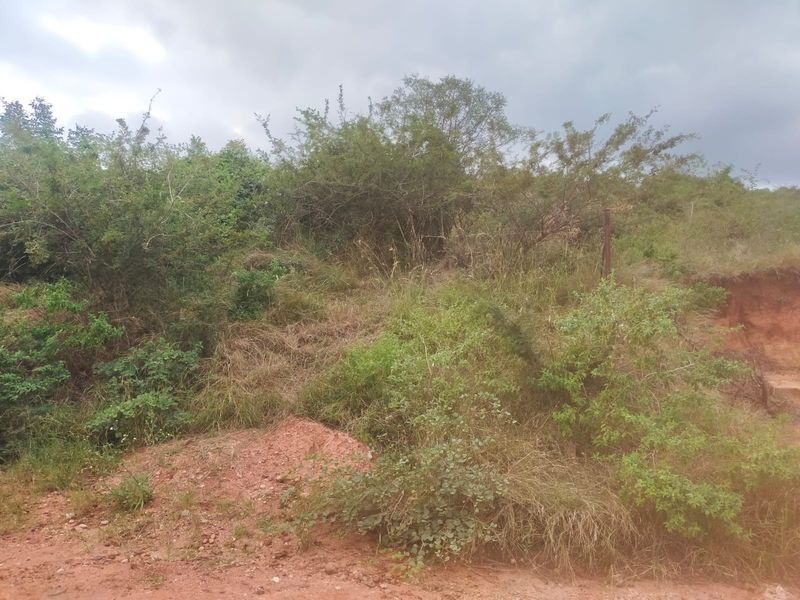 A view of an undeveloped residential plot featuring dense native vegetation and natural soil terrain.