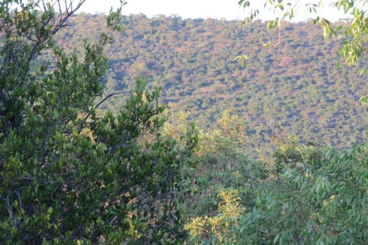 A scenic view of a lush, tree-covered hillside landscape, showcasing the natural beauty and topography of the surrounding area.