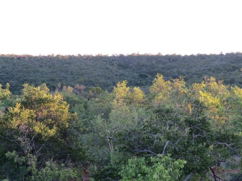 A scenic view of the natural woodland landscape and native vegetation surrounding the vacant residential property.