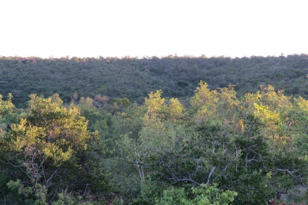 A scenic view of the natural woodland landscape and native vegetation surrounding the vacant residential property.