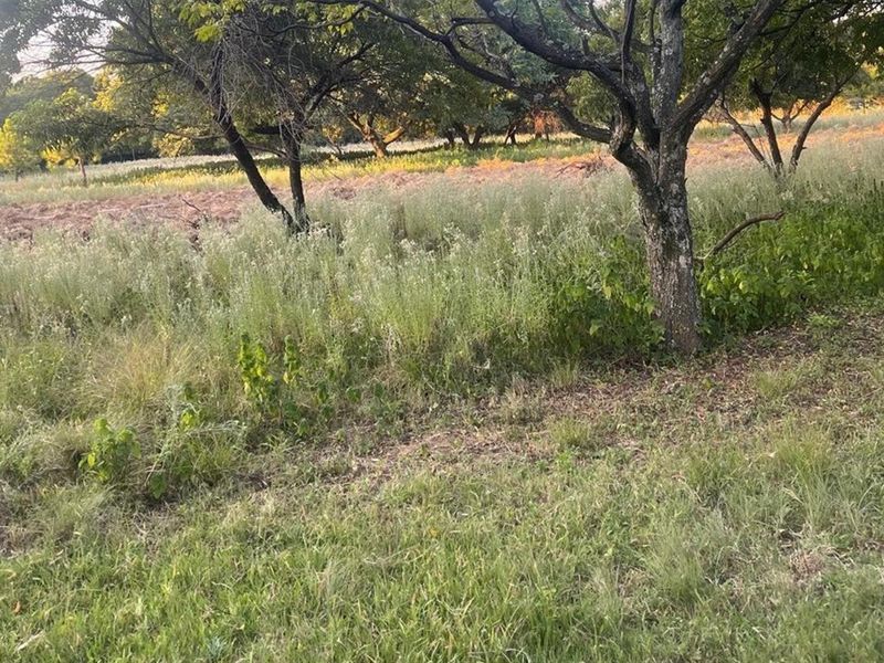 A view of the vacant land featuring mature trees and natural grassland vegetation.