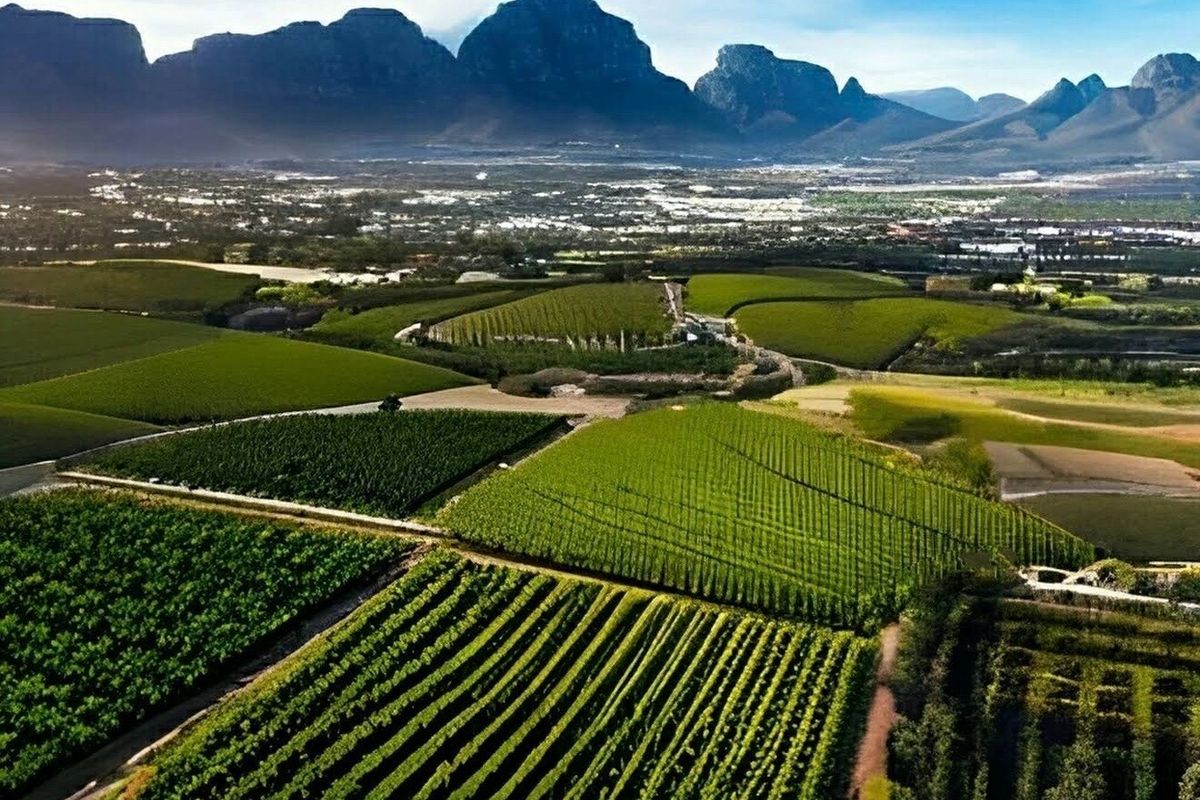 An expansive aerial view of lush green vineyards and agricultural fields set against a dramatic mountain range backdrop.