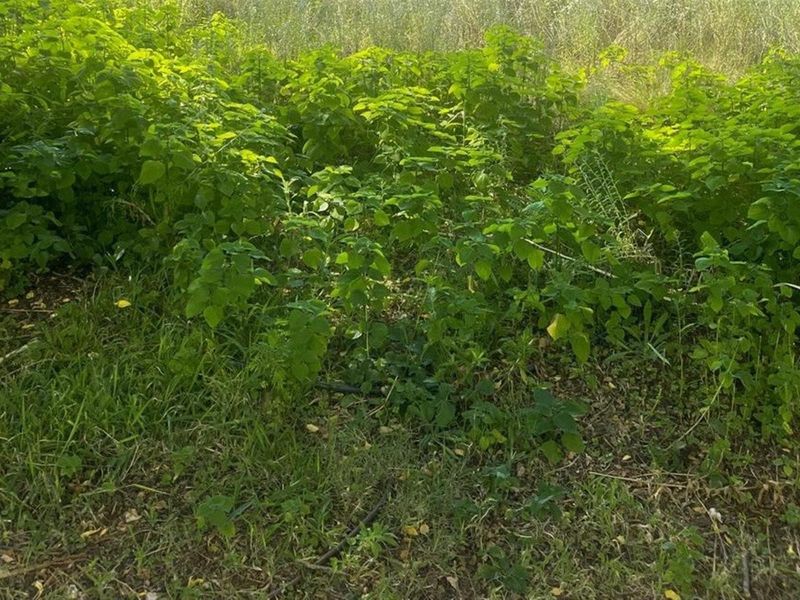 A view of the vacant commercial land featuring dense, overgrown vegetation and visible irrigation piping throughout the plot.
