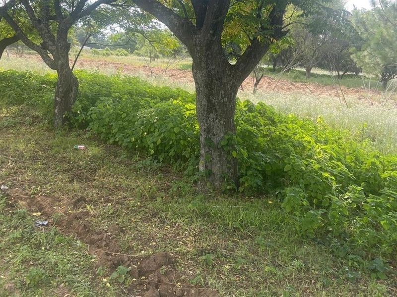 A view of the vacant commercial land featuring mature trees and areas of natural vegetation, suitable for future development.