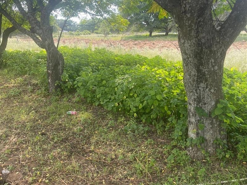 A view of the vacant commercial land featuring mature trees and overgrown vegetation across the plot.